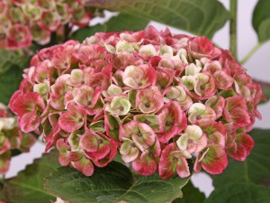 Hortensja ogrodowa (Hydrangea) Revolution c3 zdjęcie 4